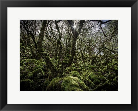 Framed Mossy Forest 6 Print