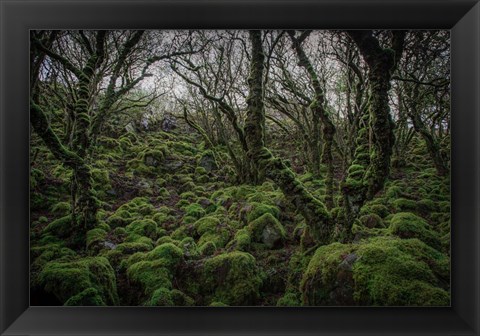 Framed Mossy Forest 7 Print