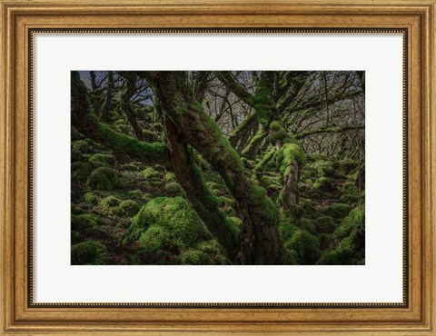 Framed Mossy Forest 8 Print