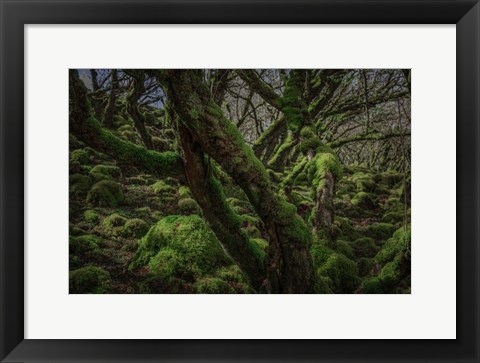 Framed Mossy Forest 8 Print