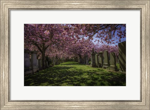 Framed Cherry Blossem 2 Print