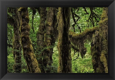 Framed Ancient Trees Print