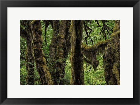 Framed Ancient Trees Print