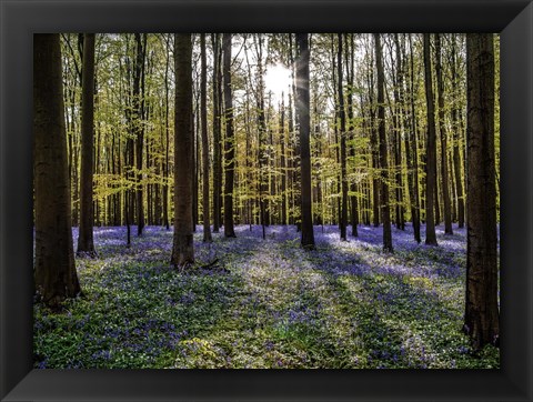 Framed Fairytale Forest Sunlight Print