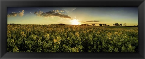 Framed Rapeseed Field Print