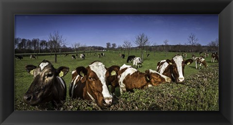 Framed Cows Print