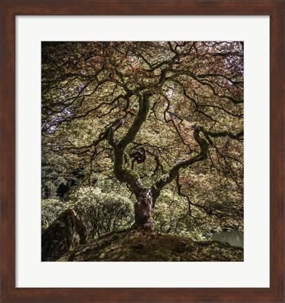 Framed Maple Tree 2 Print