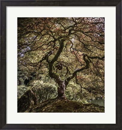 Framed Maple Tree 2 Print