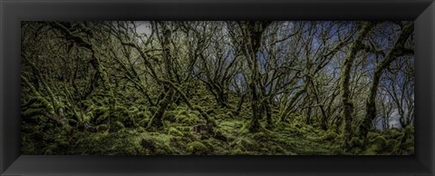 Framed Mossy Forest Panorama Print