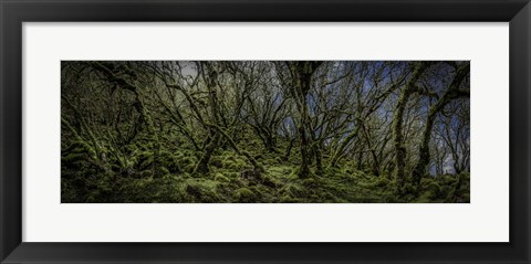 Framed Mossy Forest Panorama Print