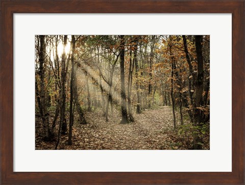 Framed Autumn Sun 2 Print