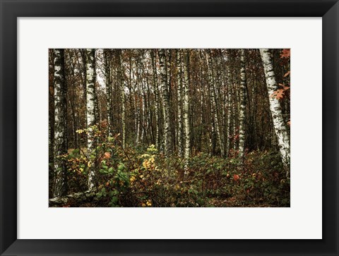 Framed Autumn Sun 3 Print