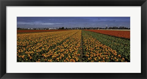 Framed Tulip Field Crop Print