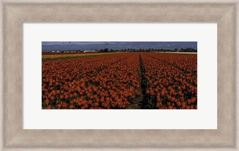 Framed Tulip Field 2 Crop 2 Print