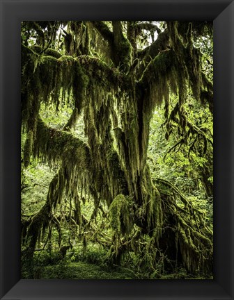 Framed Mossy Tree Print