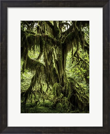 Framed Mossy Tree Print