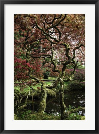 Framed Japanese Garden Tree Print