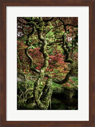 Framed Japanese Garden Tree 2 Print