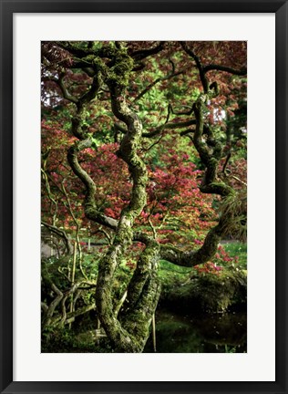 Framed Japanese Garden Tree 2 Print