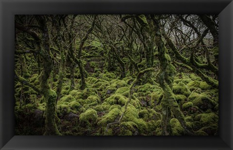 Framed Mossy Forest Print