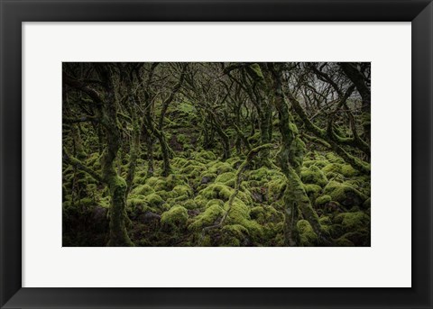 Framed Mossy Forest Print