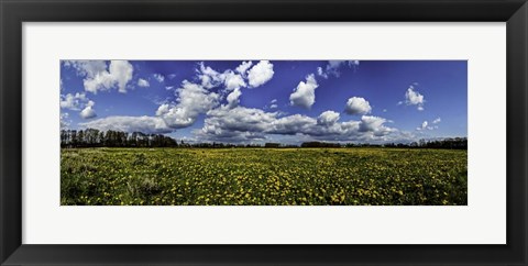 Framed Yellow Flower Field Print