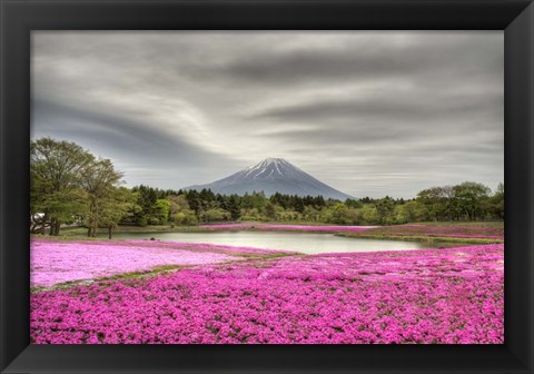 Framed Mount Fuji Pink Moss Print