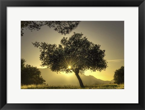 Framed Sunburst Through a Tree Los Angeles Print