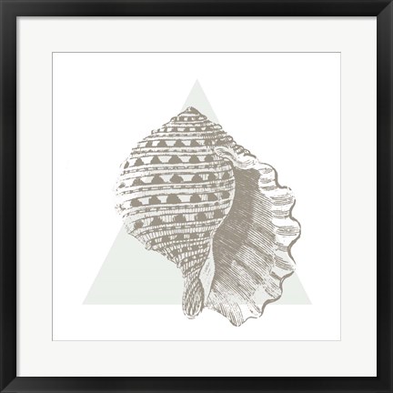 Framed Conchology Sketches III Print