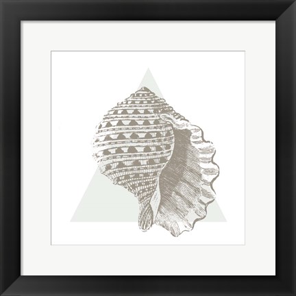 Framed Conchology Sketches III Print