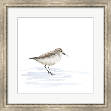 Framed Birds of the Coast on White V Print