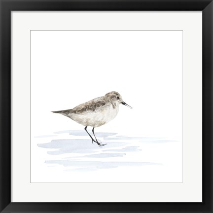 Framed Birds of the Coast on White V Print