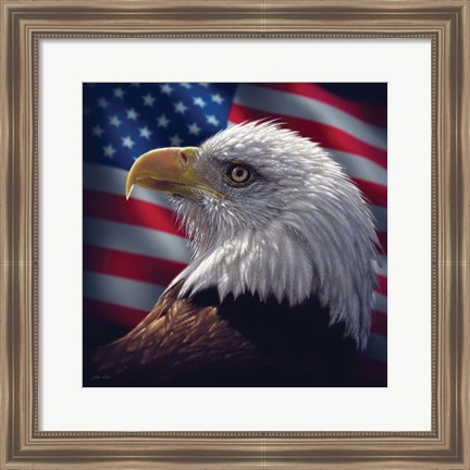 Framed American Bald Eagle Print