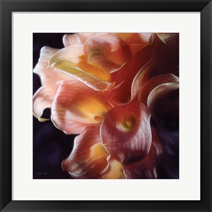 Framed Calla Lilies - Emerging Dawn Print