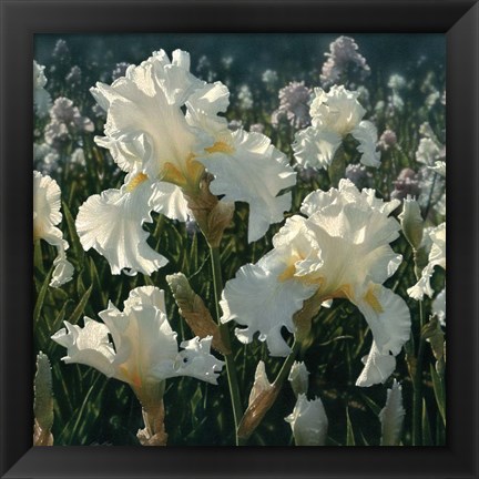 Framed White Iris Garden - Square Print