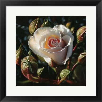 Framed White Rose - First Born Print