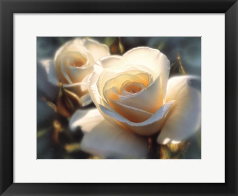 Framed White Roses - Colors of White Print