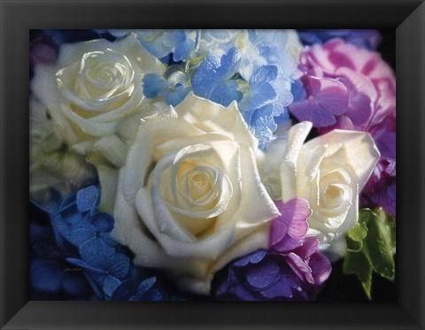 Framed White Roses - Dancing Light Print