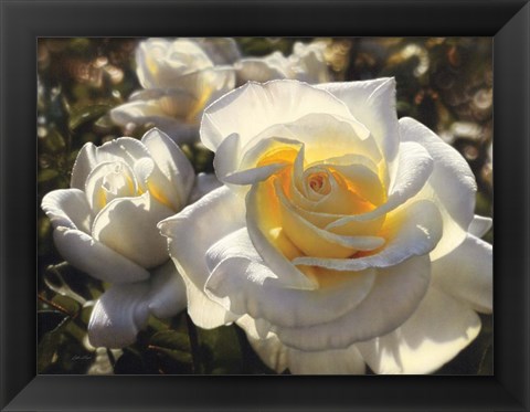 Framed White Roses Print