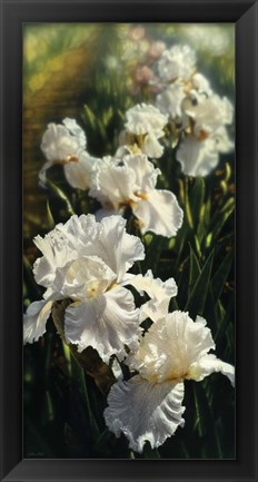 Framed Iris Garden Print