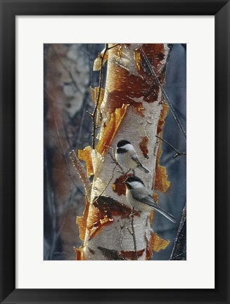 Framed Black-Capped Chickadees - Sunlit Birch II Print