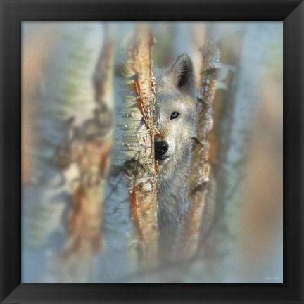 Framed Wolf - Focused Print