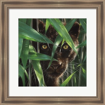 Framed Black Panther - Wild Eyes Print