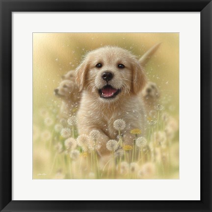 Framed Golden Retriever Puppy - Dandelions - Square Print