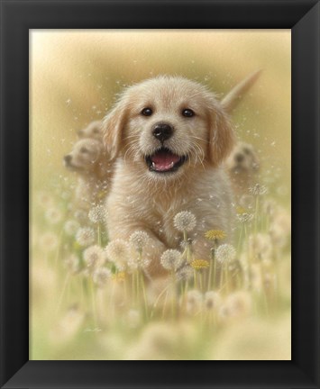 Framed Golden Retriever Puppy - Dandelions Print