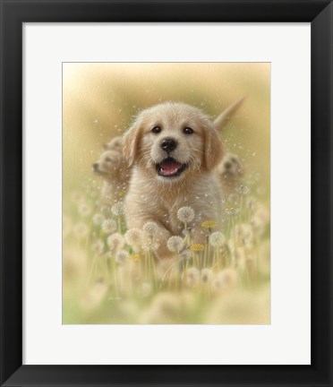 Framed Golden Retriever Puppy - Dandelions Print