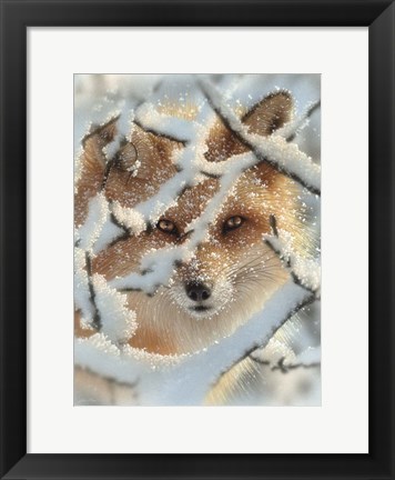 Framed Red Fox - Hide and Seek Print