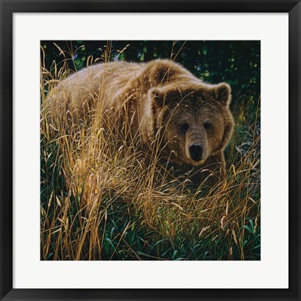 Framed Brown Bear - Crossing Paths Print