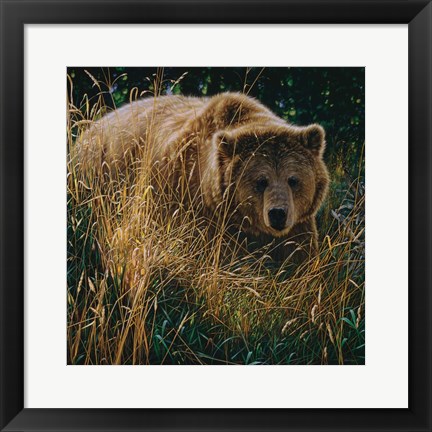 Framed Brown Bear - Crossing Paths Print