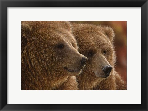 Framed Brown Bears - Lazy Daze Print